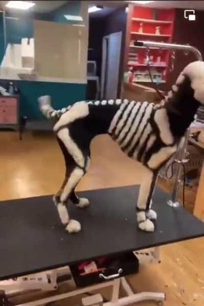 Have you seen spookiest boi recently?