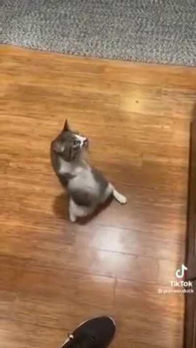 RARE t-rex gleeline! so joyous