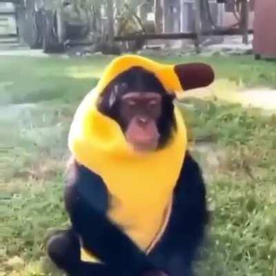 jaja platano torino 2 ( Por favor darle upvote mi familia esta retenida en Somalia)