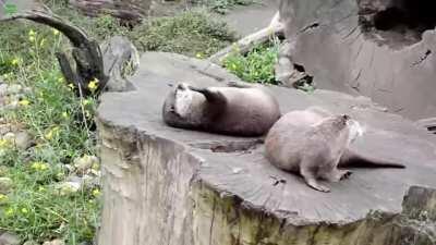 Little guy enjoying his rock