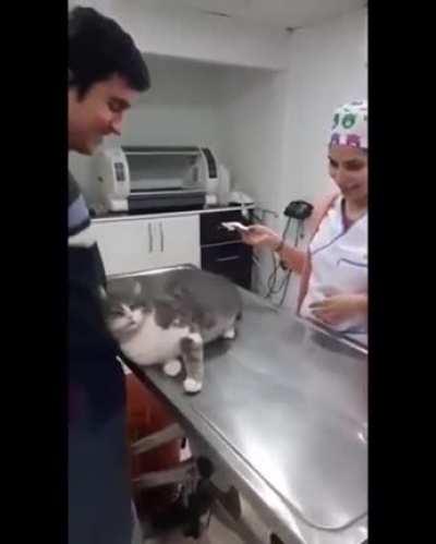 Please, they're such a good kitty