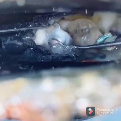 Carefully remove a pearl