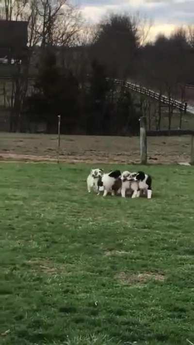 Dogs that stick together, stick together