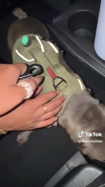 Megan Thee Stallion via Tik Tok