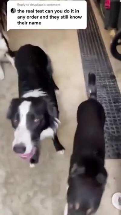 They have good door manners