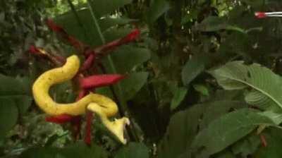 Chomping down a ballon