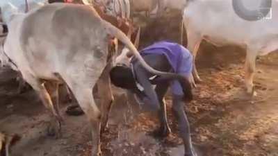 This is the Mundari tribe of South Sudan. They have bathed in cattle urine for generations to fight off infections and pests.