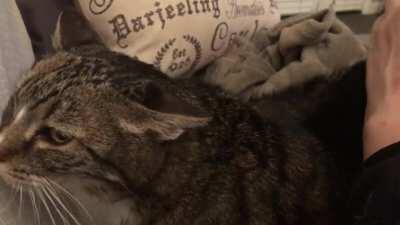 (Volume up). Meet Rose, making her debut on Reddit. Her purr motor could power a tractor. Casper makes a cameo, she can’t resist Rose’s purr.