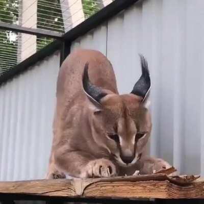 Showing that wood who's boss