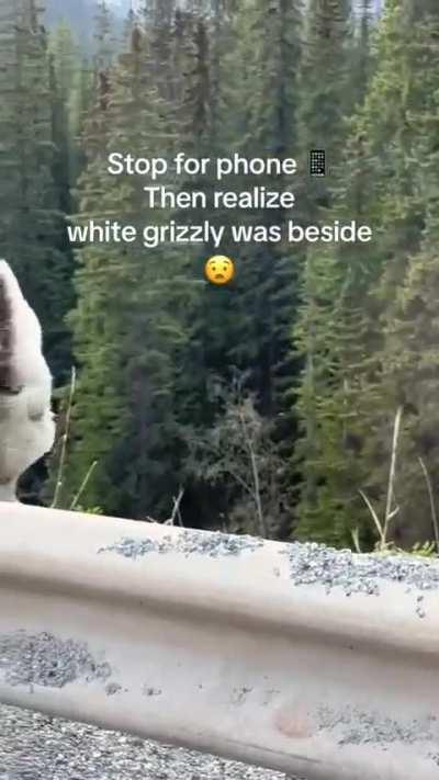 🔥The White Grizzly