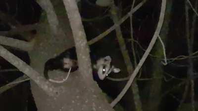 recien fui a sacar la basura y descubri que me estan espiando