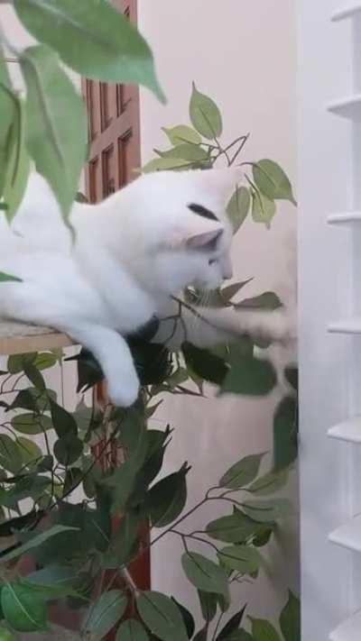 Milo can't understand why won't the branch stay down