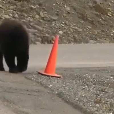 This bear being a good citizen