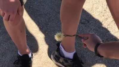 WCGW getting this cactus stem unstuck