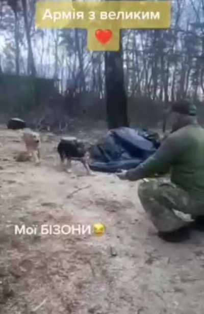 Animals of the Armed Forces of Ukraine