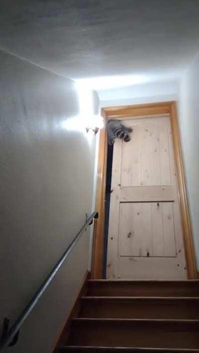 Mission: Raccoonsible