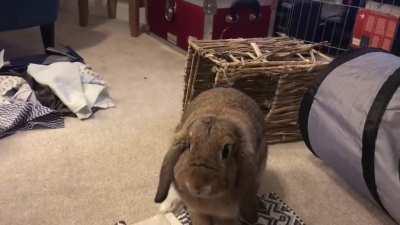 Will perform for snacks!