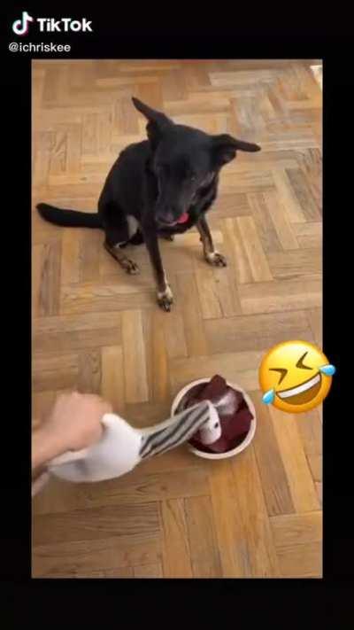 r/watchpetsdieinside