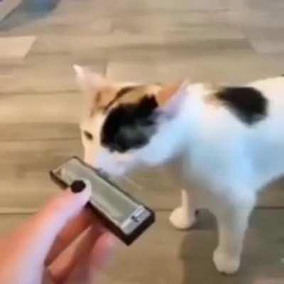 got damn this cate playing som 🔥 EXTENDED?!