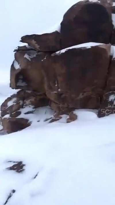 New Content from Mount Sinai