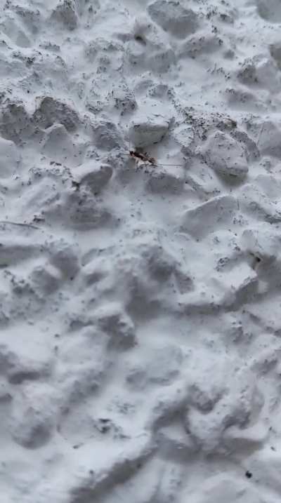 Tiny parasitoid wasp?