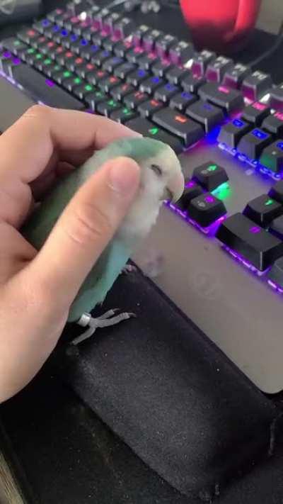 Birb enjoying a good scratch.
