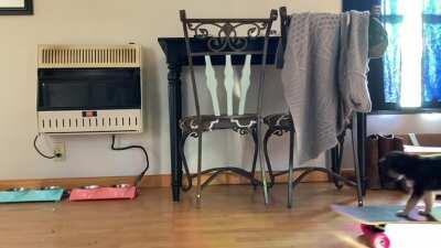 Wilkes county nc bitches