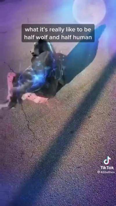 Half wolf and half human