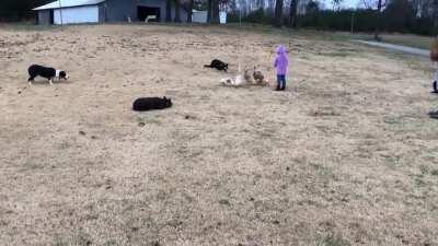 These dogs herding ducks through obstacles by the use of whistle commands