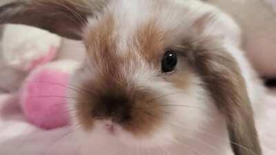 New baby !!! 9 week old holland lop