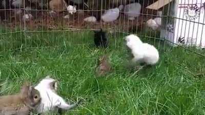 Kitties being bunnies.