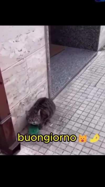 Buongiorno papi
