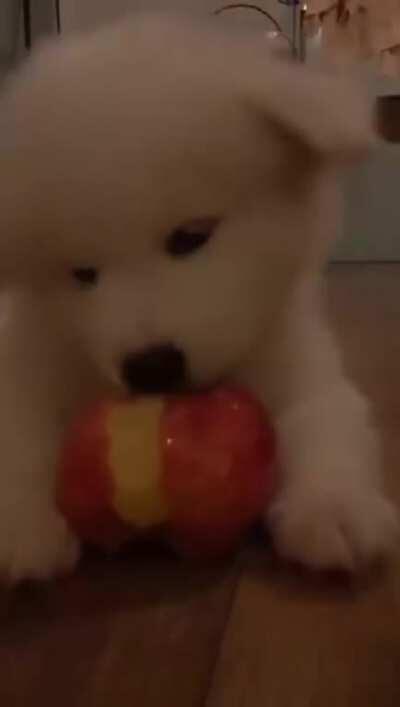 Doggo loves eating Apple (Sound On).