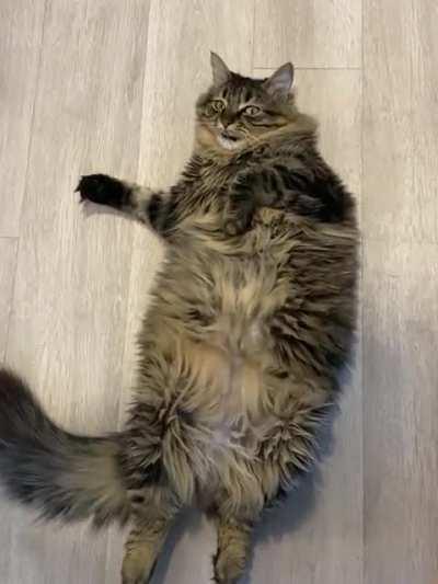 “You just don’t understand how hard being a cat is”