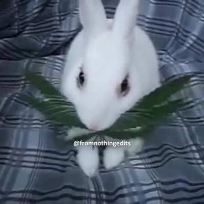🐇😲