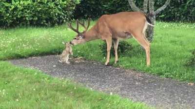 A deer and bunny caught kissing in Oregon