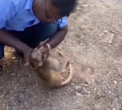 In India, man rescues monkey by giving it CPR and his reaction everyone.