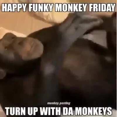 Happy funky money Friday my fellow apes let rocket monke take us to the moon today😁