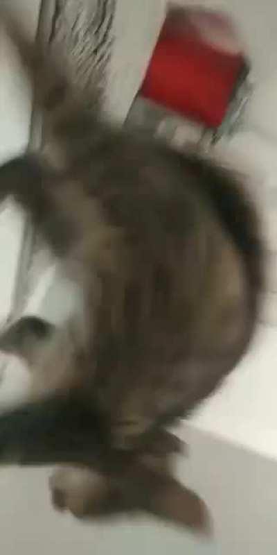 Bonk applied (with 🔊)