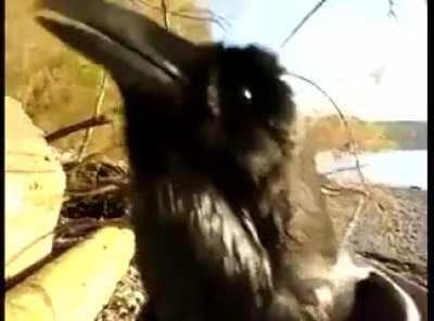 A talking Raven