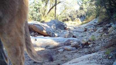 Mountain Lion 😺 (Southern AZ)