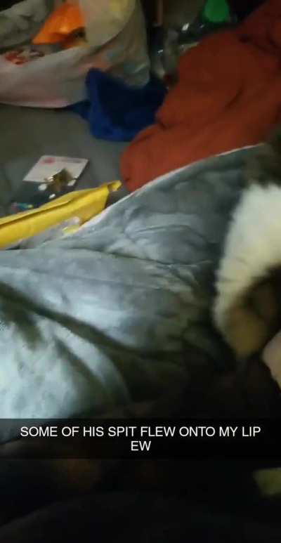 Why is my cat so nasty 