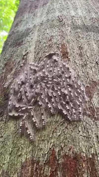 A group caterpillar moving