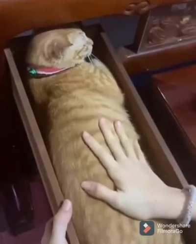 Precious in a drawer