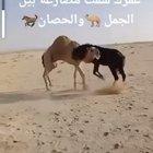 How many back points for the camel, keeping in mind that this is obviously international competition?