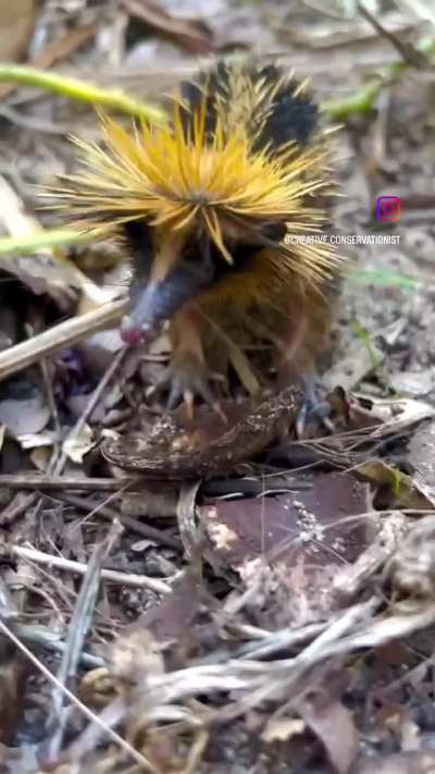 🔥🔥A lowland streaked tenrec