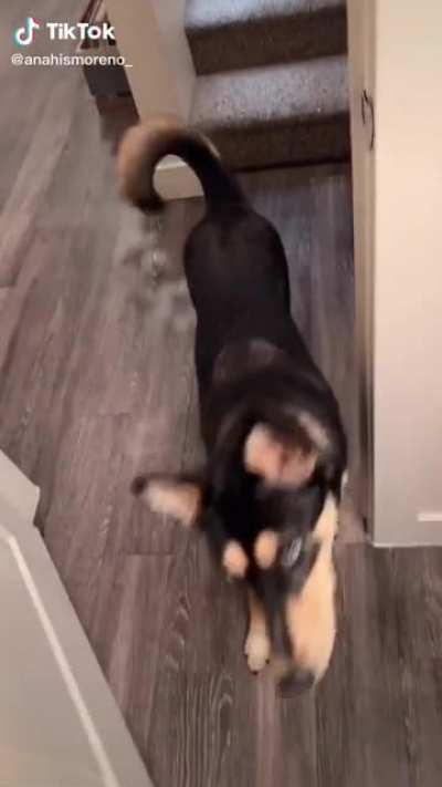 Dog Gifs. Knock Knock