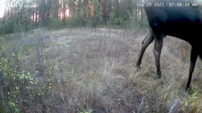 He’s back! He returns every September.  Turn up your volume to hear him grunt in the 2nd clip.