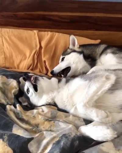 The MoonMoons are angy