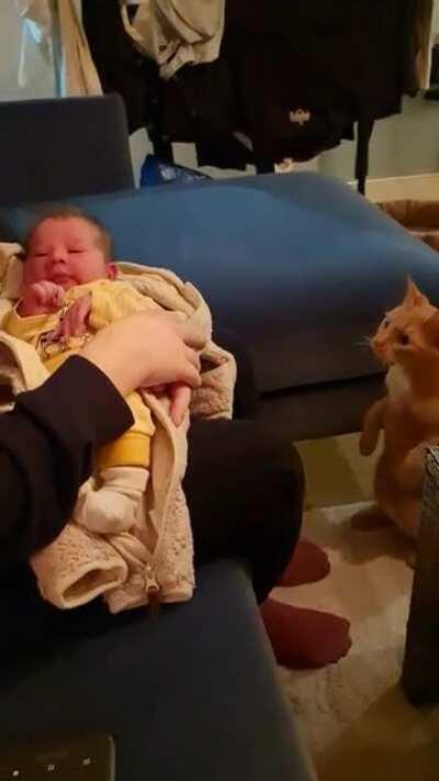 Our newborn daughter meets our two male cats for the very first time. 😻